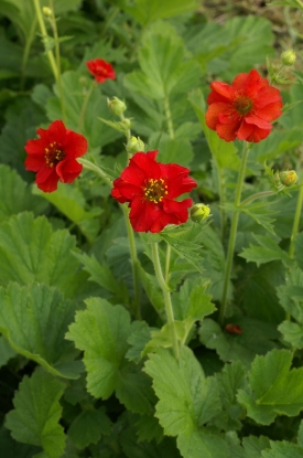 Picture of Geum - Mrs Bradshaw